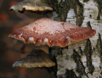 Březovník obecný (březový) (Piptoporus betulinus)