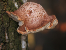 Březovník obecný (březový) (Piptoporus betulinus)