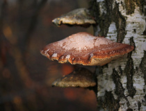 Březovník obecný (březový) (Piptoporus betulinus)