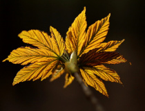 Mladé listy javoru klenu (Acer pseudoplatanus)