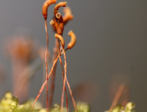 Tobolky rokytu bledého (Hypnum pallescens var. reptile (Michx.) Husn.)