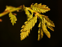 Mladé listy dubu letního (Quercus robur)