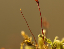 Tobolky rokytu bledého (Hypnum pallescens var. reptile (Michx.) Husn.)