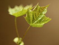 Mladé lístky javoru mléče (Acer platanoides)
