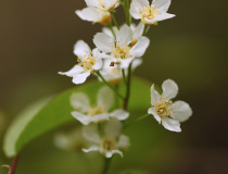 Hroznovité květenství střemchy obecné (Prunus padus)