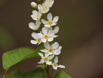 Hroznovité květenství střemchy obecné (Prunus padus)