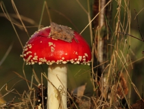 Muchomůrka červená (Amanita muscaria)