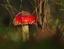 Muchomůrka červená (Amanita muscaria)