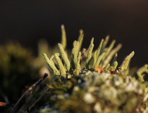 Dutohlávka vyzáblá (Cladonia macilenta)