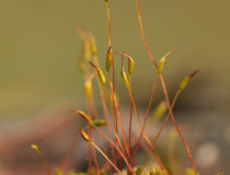 Rohozub nachový (Ceratodon purpureus)