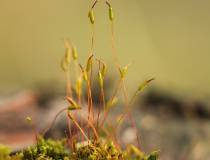 Rohozub nachový (Ceratodon purpureus)