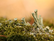Dutohlávka třásnitá (Cladonia fimbriata)