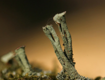 Dutohlávka třásnitá (Cladonia fimbriata)