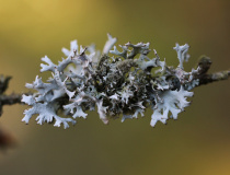 Terčovka otrubičnatá (Pseudevernia furfuracea)