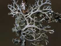 Větvičník slívový (Evernia prunastri)