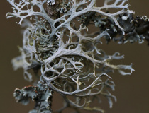 Větvičník slívový (Evernia prunastri)