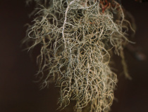 Provazovka srstnatá (Usnea hirta)