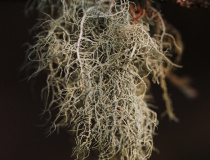 Provazovka srstnatá (Usnea hirta)