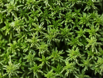 Rašeliník člunkolistý (Sphagnum palustre)