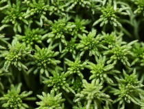 Rašeliník člunkolistý (Sphagnum palustre)