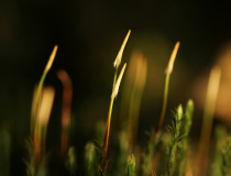 Ploník obecný (Polytrichum commune)