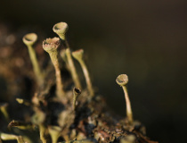 Dutohlávka třásnitá (Cladonia fimbriata)