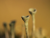Dutohlávka třásnitá (Cladonia fimbriata)