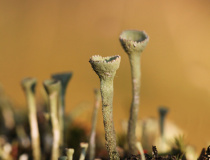 Dutohlávka třásnitá (Cladonia fimbriata)