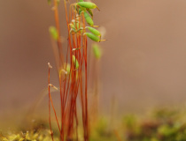 Paprutka nicí (Pohlia nutans)