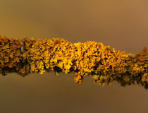 Terčovník zední (Xanthoria parietina)