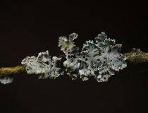 Terčovka bublinatá (Hypogymnia physodes)
