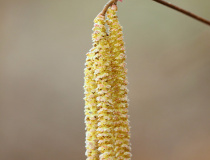 Jehnědy - samčí květenství lísky obecné (Corylus avellana)