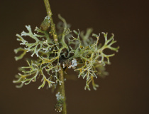 Větvičník slívový (Evernia prunastri)