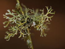 Větvičník slívový (Evernia prunastri)
