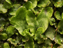 Porostnice mnohotvárná (Marchantia polymorpha)