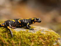 Mlok skvrnitý (Salamandra salamandra)