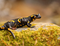 Mlok skvrnitý (Salamandra salamandra)