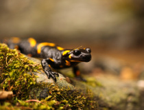 Mlok skvrnitý (Salamandra salamandra)