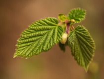 Lístky lísky obecné (Corylus avellana)