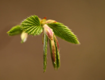 Lístky habru obecného (Carpinus betulus)