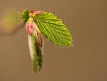 Lístky habru obecného (Carpinus betulus)