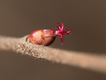 Samičí květenství lísky obecné  (Corylus avellana)