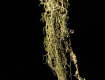 Provazovka srstnatá (Usnea hirta)