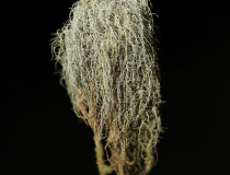 Provazovka srstnatá (Usnea hirta)