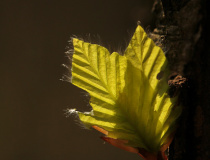 Mladé listy buku lesního (Fagus sylvatica)