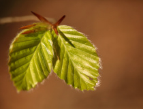 Buk lesní (Fagus sylvatica)