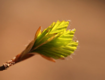 Z pupene ven - buk lesní (Fagus sylvatica)