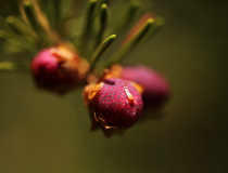 Samičí šištice smrku ztepilého (Picea abies)