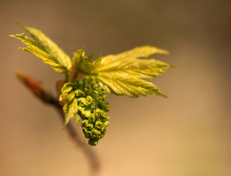 Javor klen (Acer pseudoplatanus)