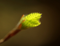 Z pupene ven - buk lesní (Fagus sylvatica)